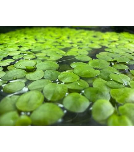 Amazon.co.jp: （浮草）サルビニア ククラータ（無農薬）（10株